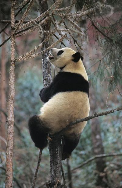 中国卧龙保护区，成年大熊猫站在树上