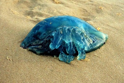 海滩上的蓝色水母