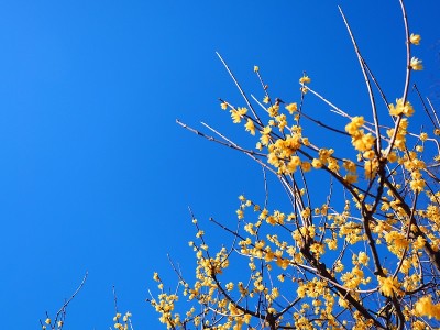 Chimonanthus praecox，日语叫Roubai