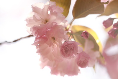 春天开花