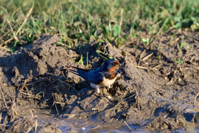 谷仓燕子(Hirundo rustica)近距离。为筑巢收集建筑材料