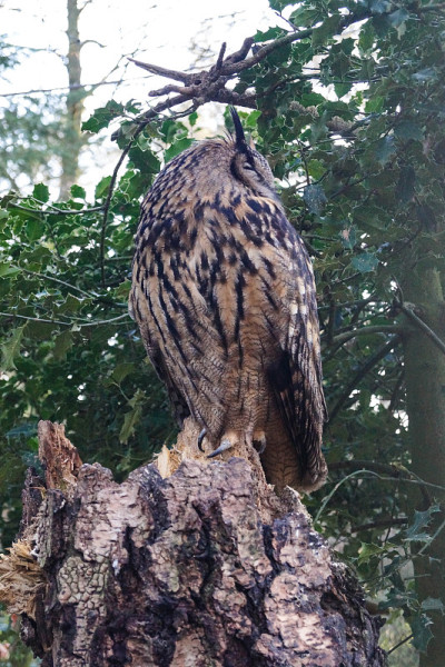 Wildpark黑山