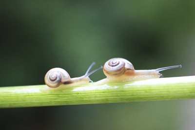蜗牛