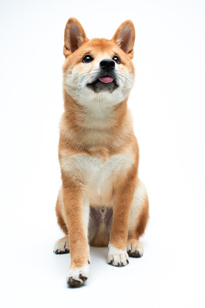 柴犬小狗