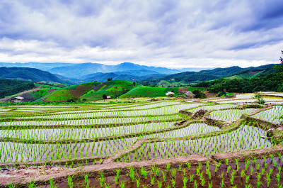 阶地稻田