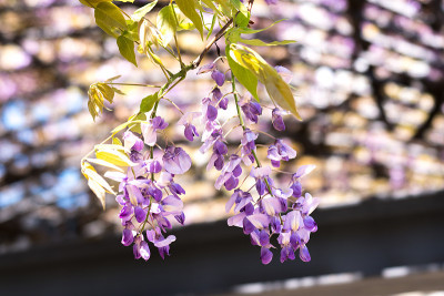 紫藤花