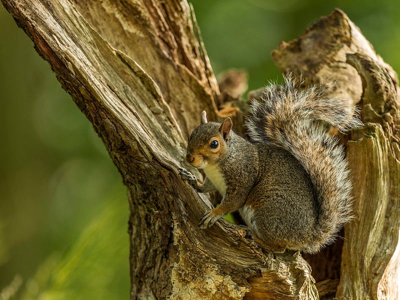 灰松鼠(Sciurus carolinensis)