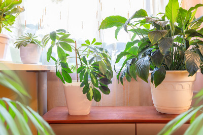 客厅靠窗处种植不同的室内植物。在室内用室内植物构成的时尚的家庭花园。