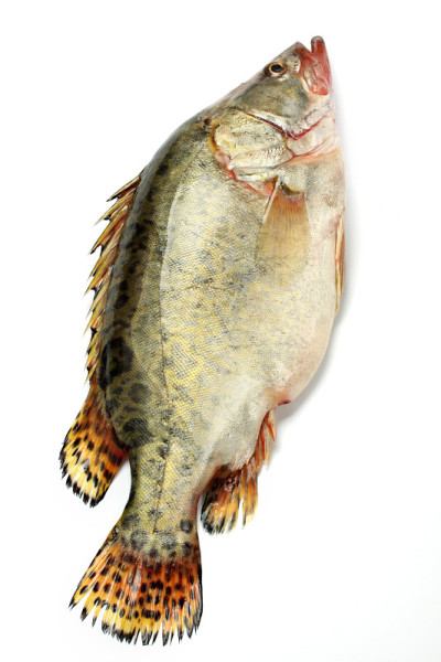 白底鲜鳜鱼