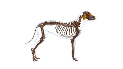 眼轮匝肌狗肌肉解剖医学概念3D