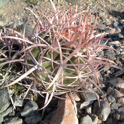 Ferocactus关闭