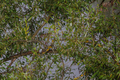 白Wagtail (Motacilla alba)坐在河边绿色树叶的树枝上