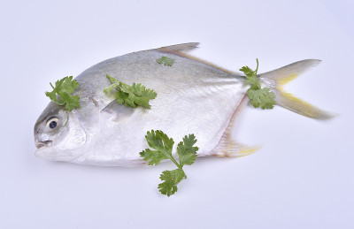 Fresh pompano and cilantro leaves on the white bac