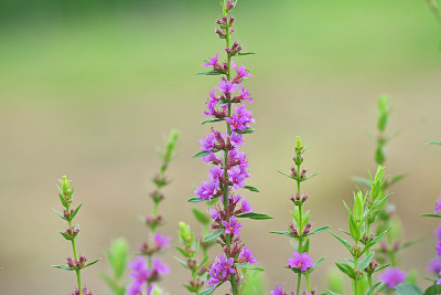 Lythrum