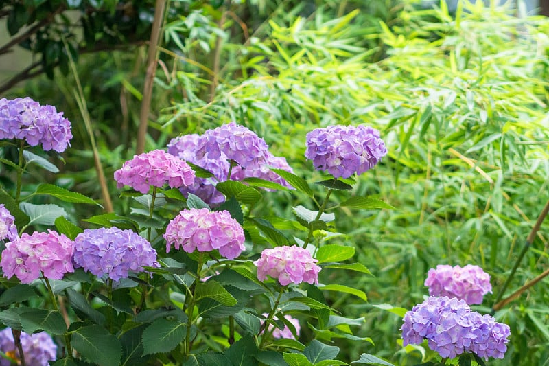 的绣球花