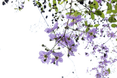 树上的皇后花