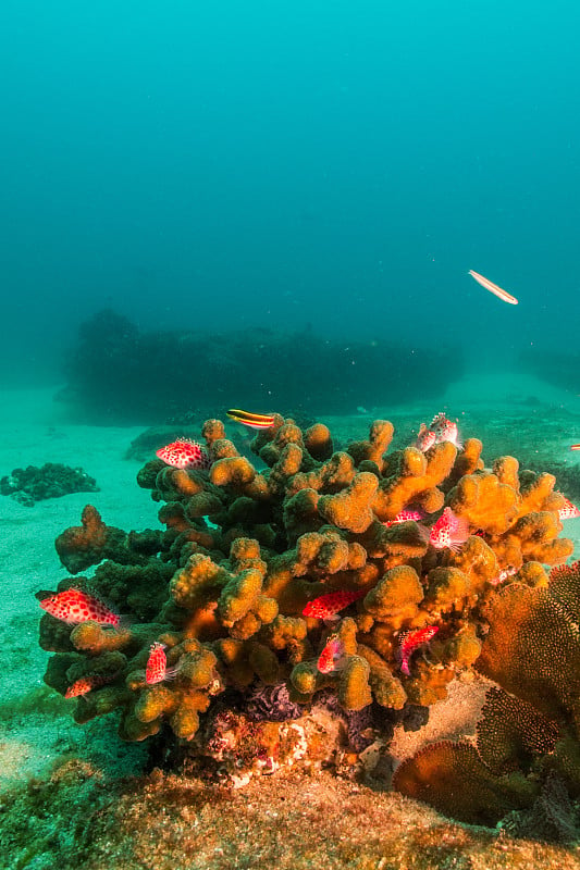 科尔特斯海的暗礁