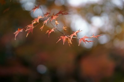 日式花园