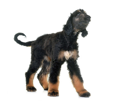 阿富汗猎犬小狗