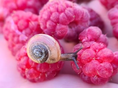 蜗牛
