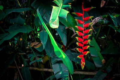 向日葵或龙虾爪植物(Heliconia rostrata)花，红色热带加勒比花(Heliconia 