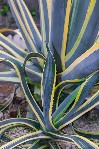 American aloe, Agave americana marginata