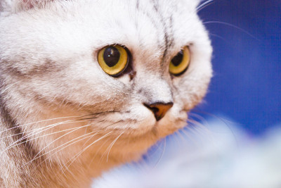 大灰猫