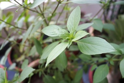 真正的罗勒叶草本植物