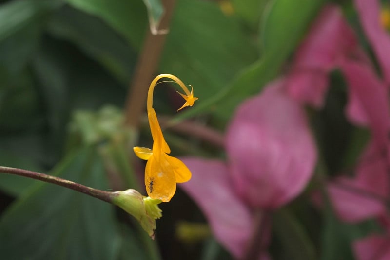 花园里盛开的黄色球形花，形状像一只天鹅