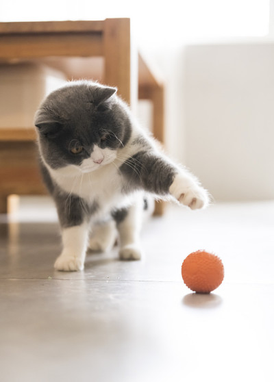 可爱的英国短毛猫，室内拍摄