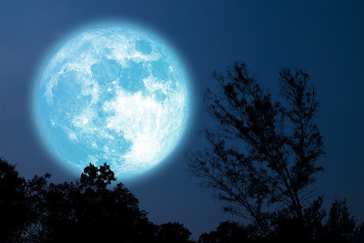 满谷蓝月剪影树在田野上的夜空