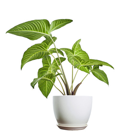 黄体Lindenii植株在白色花盆中，Lindenii Caladium leaves isolat