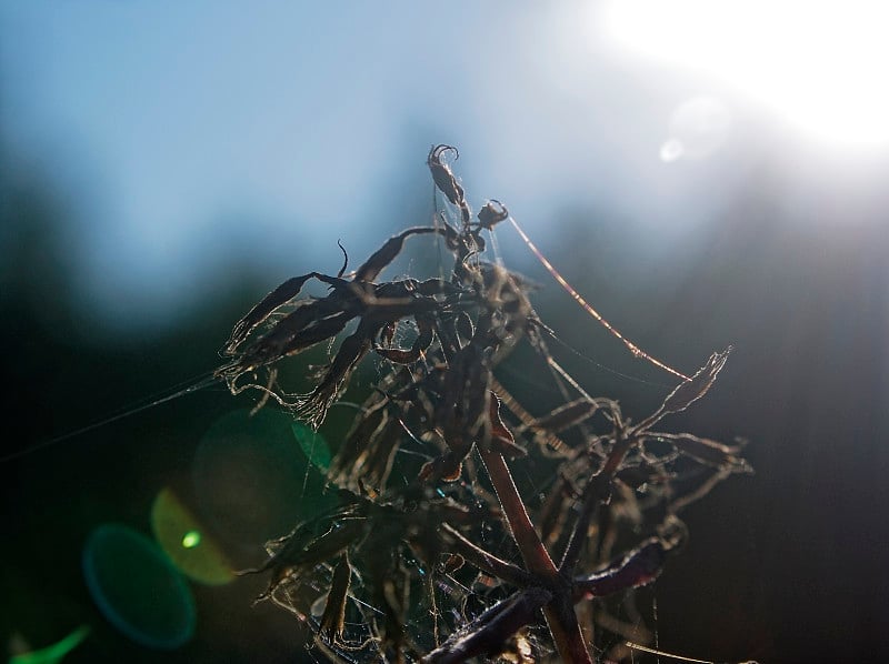 花园里的花上面有蜘蛛网