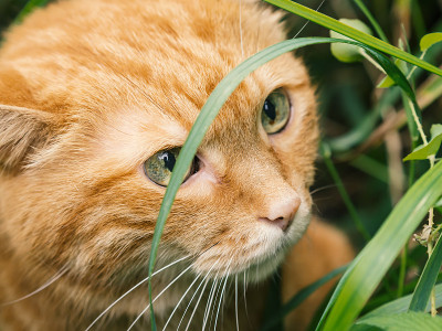 红色的猫。