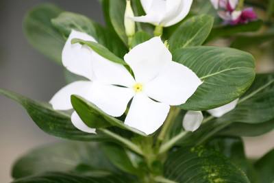 开白花的长春花