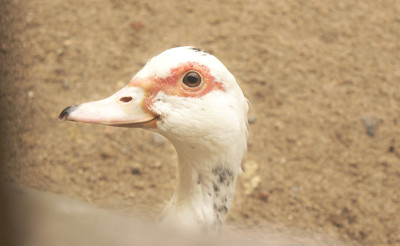 Cairina moschata。美洲家鸭。
