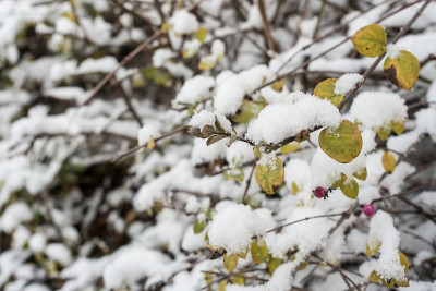 覆盖着雪的丛林
