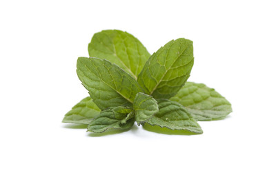 鲜绿薄荷