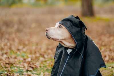 为万圣节做准备。狗的服装。一只拉布拉多猎犬穿着蝙蝠侠的服装坐在秋天的公园里。