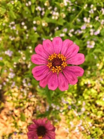 粉色的花