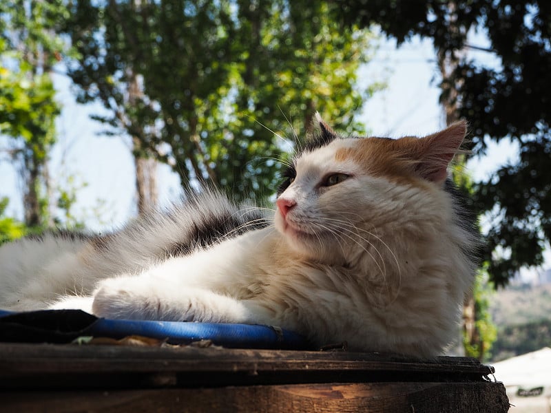 不错的姜黄色流浪猫日光浴。安卡拉的埃米尔湖。火鸡