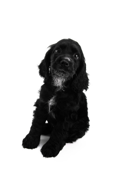 可卡犬