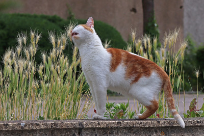 猫走在街上。