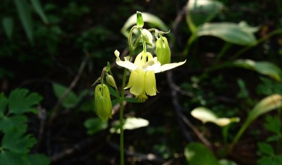 黄色耧斗菜