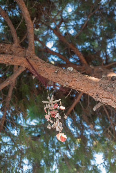 贝壳在树上敲响风铃