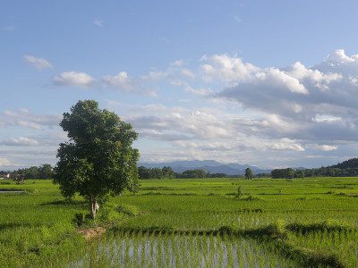 稻田