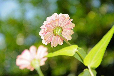 小的花