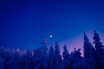 来自芬兰索特卡莫的大雪树和夜空。