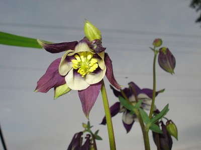 耧斗菜耧斗菜花。