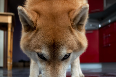 漂亮的姜黄色狗的嘴。宠物俯身向地板。日本柴犬